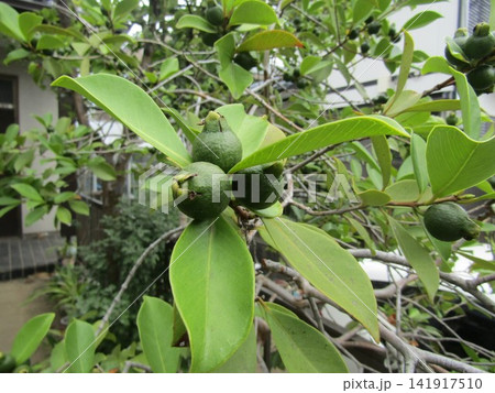 今が旬のまだまだ未熟なゴーヤ 今が旬のまだまだ未熟なゴーヤ 141917510