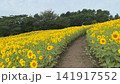 ひまわり畑のある風景 141917552