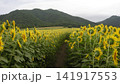 夏の山に咲くひまわり 141917553
