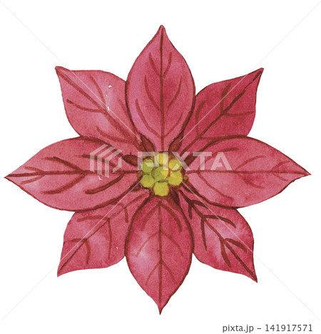 Pink Poinsettia Flower Watercolor Illustration Pink Poinsettia Flower Watercolor Illustration 141917571