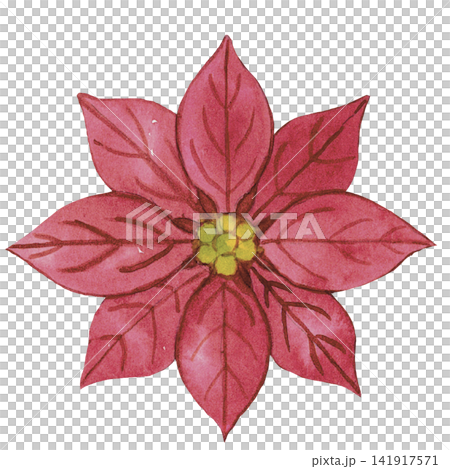 Pink Poinsettia Flower Watercolor Illustration Pink Poinsettia Flower Watercolor Illustration 141917571