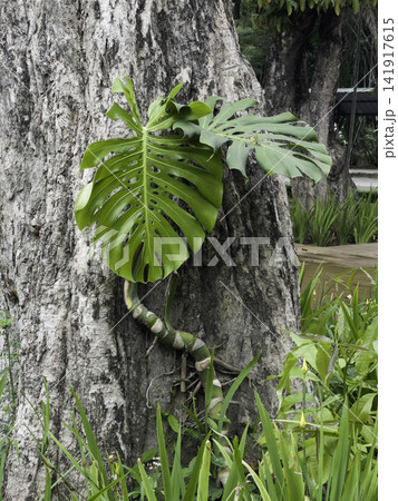 Variety of evergreen trees in pots at garden market Variety of evergreen trees in pots at garden market 141917615