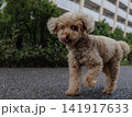 散歩中鼻をなめるトイプードル 141917633