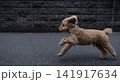 全速力で走っているトイプードル 141917634