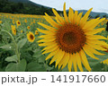 大きなひまわり 141917660