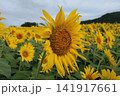 太陽に向かって 141917661