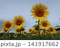 太陽に向かって咲くひまわり 141917662