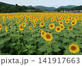 広大なひまわり畑 141917663