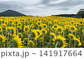 ひまわり畑 141917664