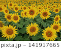 夏の日差しを浴びて輝く満開のヒマワリ 141917665