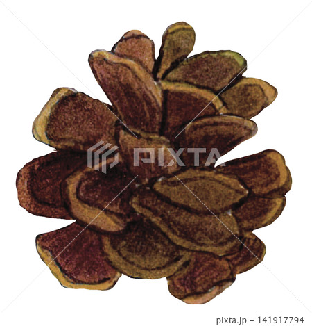 Pine Cone Illustration 141917794