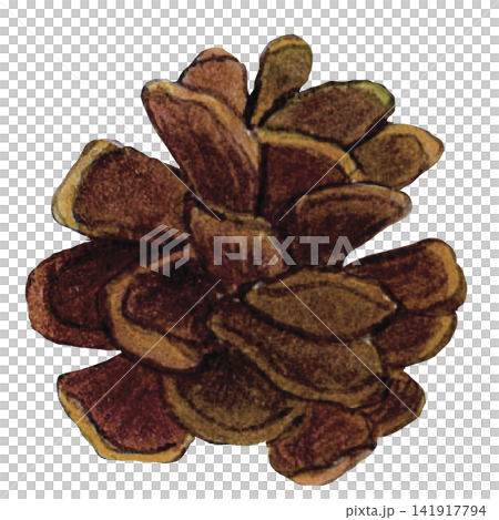 Pine Cone Illustration 141917794