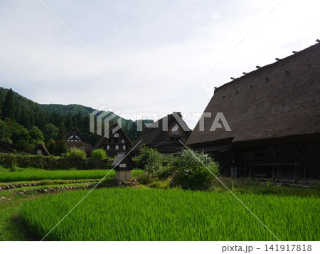 合掌造りと水田 合掌造りと水田 141917818