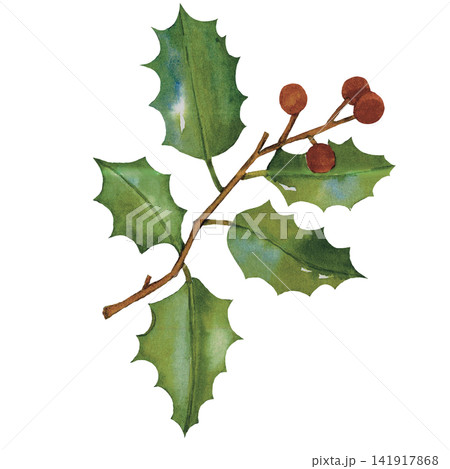 Christmas Holly Branch 141917868