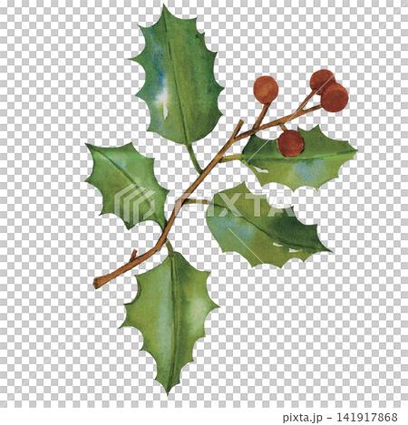 Christmas Holly Branch 141917868