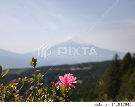 赤い花と冠雪した富士山 赤い花と冠雪した富士山 141917946