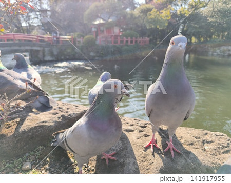 池のほとりの鳩 池のほとりの鳩 141917955