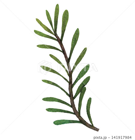 Evergreen Pine Sprig 141917984
