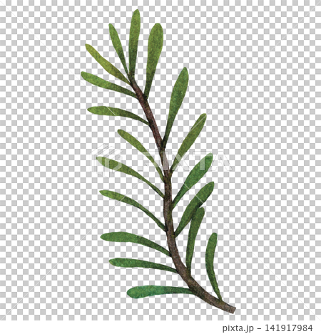 Evergreen Pine Sprig 141917984
