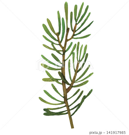 Pine Needle Branch 141917985