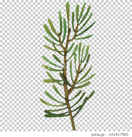 Pine Needle Branch Pine Needle Branch 141917985