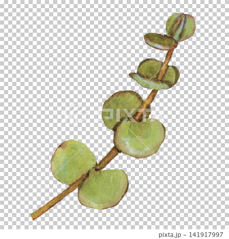Silver Dollar Eucalyptus Branch Silver Dollar Eucalyptus Branch 141917997