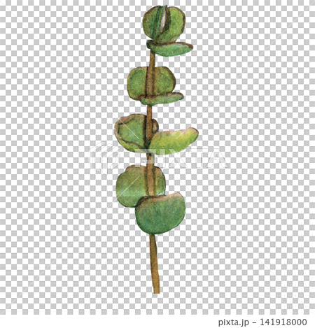 Silver Dollar Eucalyptus Branch Silver Dollar Eucalyptus Branch 141918000