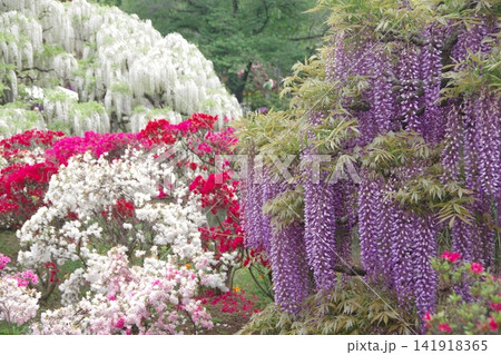 つつじと藤の花の満開 つつじと藤の花の満開 141918365