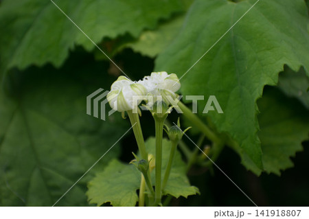 しぼんだカラスウリの花 しぼんだカラスウリの花 141918807