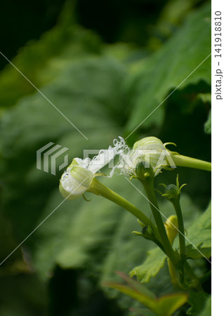 しぼんだカラスウリの花 しぼんだカラスウリの花 141918810