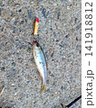 ルアーで釣れた小魚 141918812