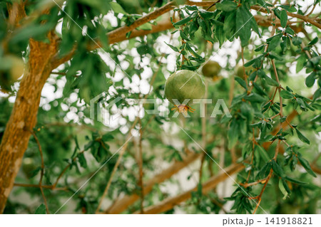 Unripe pomegranate growing on Punica granatum tree in a Mediterranean garden. Concept of agriculture, harvest, freshness and healthy nutrition Unripe pomegranate growing on Punica granatum tree in a Mediterranean garden. Concept of agriculture, harvest, freshness and healthy nutrition 141918821