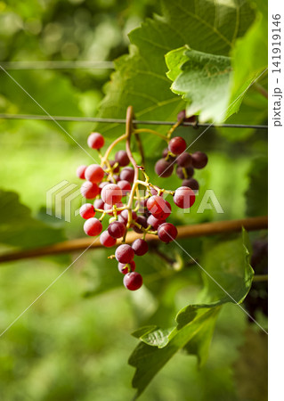 Bunch of fresh red grapes hanging on the vine in a vineyard, illustrating organic vineyard aesthetics in the pre harvest period. Bunch of fresh red grapes hanging on the vine in a vineyard, illustrating organic vineyard aesthetics in the pre harvest period. 141919146