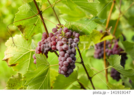 Red grapes hanging on the vine in a vineyard, illustrating the natural ripening stage in eco friendly viticulture. Red grapes hanging on the vine in a vineyard, illustrating the natural ripening stage in eco friendly viticulture. 141919147