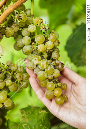 Hand holding white grapes on the vine in a vineyard, illustrating a sustainable Austrian vineyard during the autumn transition. Hand holding white grapes on the vine in a vineyard, illustrating a sustainable Austrian vineyard during the autumn transition. 141919148