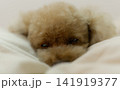 クッションで眠そうなトイプードル 141919377