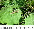 葉の上にいる茶色のカマキリ 141919593
