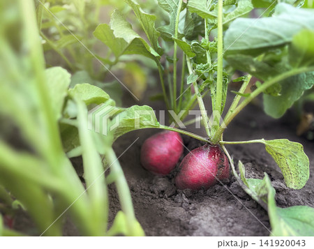Fresh red Radishes in a Garden Bed photo close up Fresh red Radishes in a Garden Bed photo close up 141920043