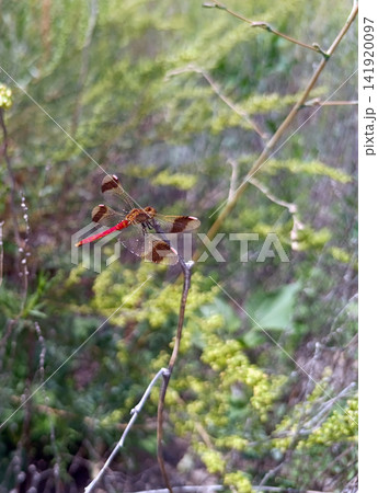 A stunning close-up photograph capturing a red-bodied dragonfly, likely a Halloween Pennant, perching on a dry twig with its patterned, pink-tipped wings spread, against a soft green background. A stunning close-up photograph capturing a red-bodied dragonfly, likely a Halloween Pennant, perching on a dry twig with its patterned, pink-tipped wings spread, against a soft green background. 141920097