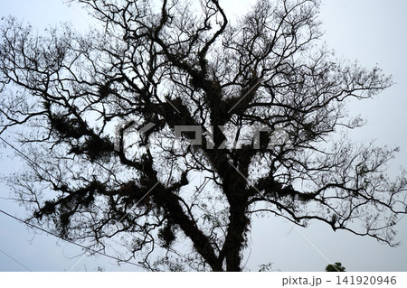 Majestic silhouette of large bare tree with detailed winding branches against overcast sky Majestic silhouette of large bare tree with detailed winding branches against overcast sky 141920946
