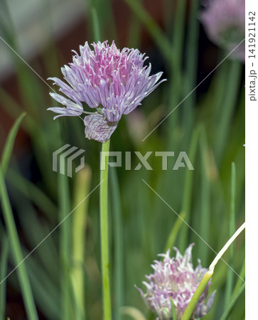 Purple Allium Schoenoprasum Chive Flower in Spring Garden 141921142