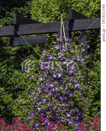 Large Flowered Clematis Hybrid Blooming on Garden Trellis Large Flowered Clematis Hybrid Blooming on Garden Trellis 141921148