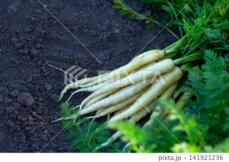 Luna white carrots on the ground in the garden with foliage. Luna white carrots on the ground in the garden with foliage. 141921236