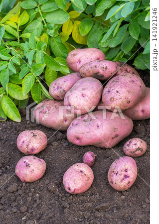 Big red potatoes gathered in the garden in autumn. Big red potatoes gathered in the garden in autumn. 141921246