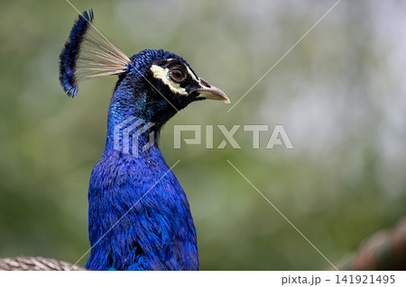 Indian peafowl a closeup portrait Indian peafowl a closeup portrait 141921495