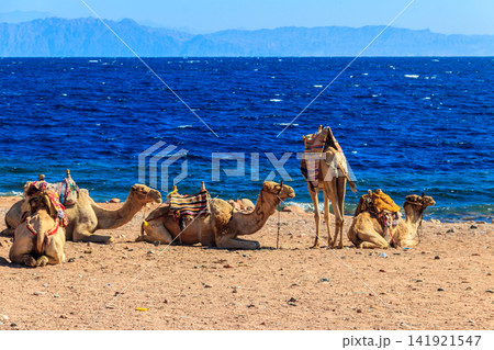 Camels on the shore of the Red Sea in the Gulf of Aqaba. Dahab, Egypt Camels on the shore of the Red Sea in the Gulf of Aqaba. Dahab, Egypt 141921547