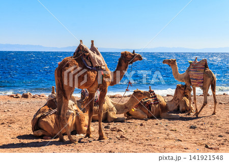 Camels on the shore of the Red Sea in the Gulf of Aqaba. Dahab, Egypt Camels on the shore of the Red Sea in the Gulf of Aqaba. Dahab, Egypt 141921548