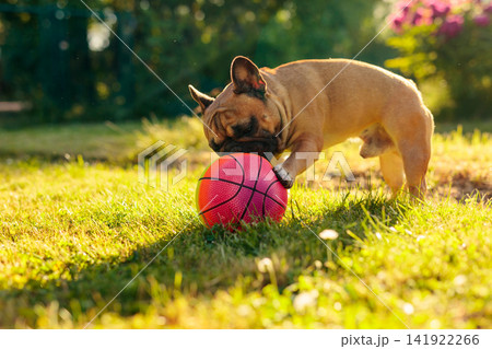 French bulldog is playing with a multicolored ball. French bulldog is playing with a multicolored ball. 141922266