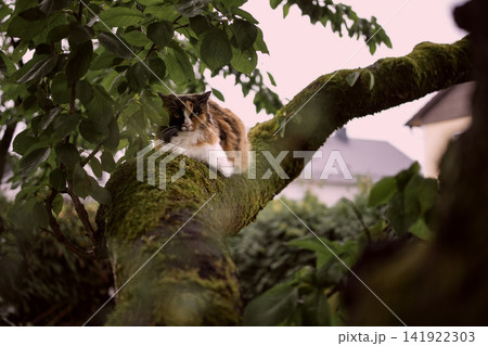 Calico cat resting on a mossy tree branch in a garden, framed by lush leaves and soft evening light Calico cat resting on a mossy tree branch in a garden, framed by lush leaves and soft evening light 141922303