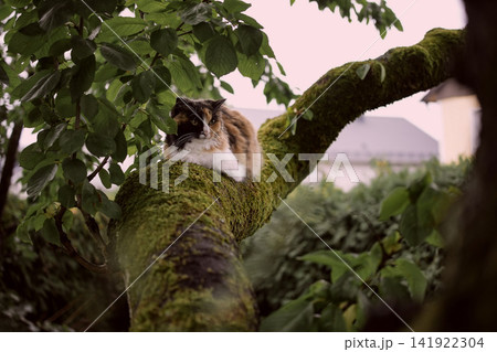 Calico cat resting on a mossy tree branch in a garden, framed by lush leaves and soft evening light 141922304